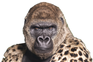 Gorilla With Cheetah Fur Vinyl Car Decal Sticker – Waterproof & UV-Resistant 5.97333333333333