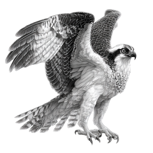 Monochrome Osprey Vinyl Car Decal Sticker – Waterproof & UV-Resistant 3.4133333333333336"