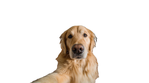 Golden Retriever Selfie V4 Vinyl Car Decal Sticker – Waterproof & UV-Resistant 5.4