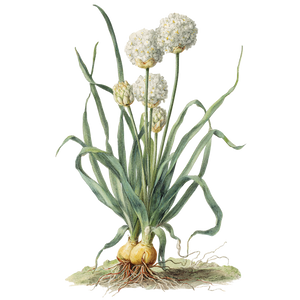 Flowering Garlic Plant Vinyl Car Decal Sticker – Waterproof & UV-Resistant 3.4133333333333336" Flowering Garlic Plant Vinyl Car Decal Sticker – Waterproof & UV-Resistant 3.4133333333333336"