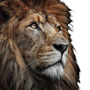 Lion Portrait V27 Vinyl Car Decal Sticker – Waterproof & UV-Resistant 3.4133333333333336"