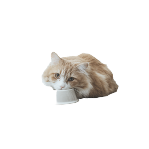Hungry Cat Sticker Vinyl Car Decal Sticker – Waterproof & UV-Resistant 3.4133333333333336"