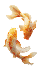 Golden Koi Harmony Vinyl Car Decal Sticker – Waterproof & UV-Resistant 9.706666666666667"