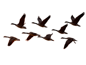 Geese In Flight Vinyl Car Decal Sticker – Waterproof & UV-Resistant 6.1866666666666665" Geese In Flight Vinyl Car Decal Sticker – Waterproof & UV-Resistant 6.1866666666666665"
