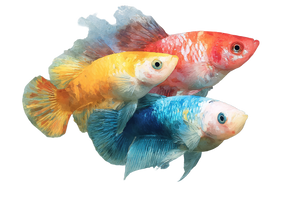 Aquarium Fish Vinyl Car Decal Sticker – Waterproof & UV-Resistant 5.97333333333333