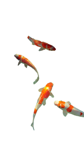 Koi Pond Serenity V4 Vinyl Car Decal Sticker – Waterproof & UV-Resistant 9.706666666666667"
