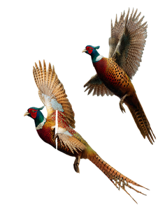 Flying Pheasants V2 Vinyl Car Decal Sticker – Waterproof & UV-Resistant 4.1066666666666665"