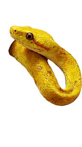 Yellow Snake Bananas Vinyl Car Decal Sticker – Waterproof & UV-Resistant 9.706666666666667"