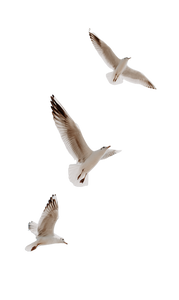 Flying Seagulls V5 Vinyl Car Decal Sticker – Waterproof & UV-Resistant 4.746666666666667"