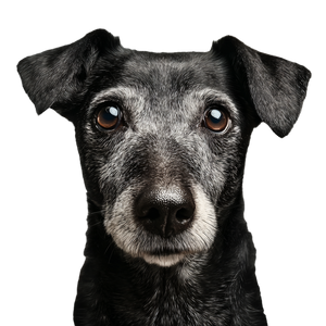 Old Grey Dog Vinyl Car Decal Sticker – Waterproof & UV-Resistant 3.4133333333333336" Old Grey Dog Vinyl Car Decal Sticker – Waterproof & UV-Resistant 3.4133333333333336"