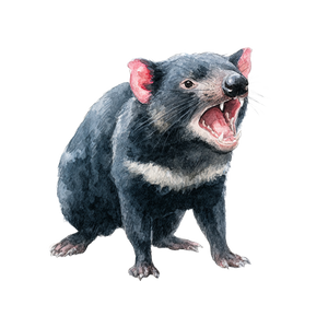 Tasmanian Devil Art Vinyl Car Decal Sticker – Waterproof & UV-Resistant 3.4133333333333336"