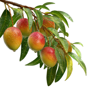 Mango Tree Branch Vinyl Car Decal Sticker – Waterproof & UV-Resistant 6.826666666666667"