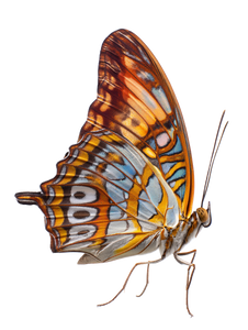Vibrant Butterfly Macro V3 Vinyl Car Decal Sticker – Waterproof & UV-Resistant 8.213333333333333"