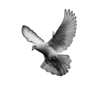 Dove Flying V2 Vinyl Car Decal Sticker – Waterproof & UV-Resistant 3.4133333333333336"