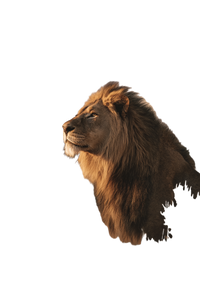 African Lion V3 Vinyl Car Decal Sticker – Waterproof & UV-Resistant 8.96"