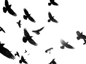 Flying Crows Sunrise Vinyl Car Decal Sticker – Waterproof & UV-Resistant 6.1866666666666665"