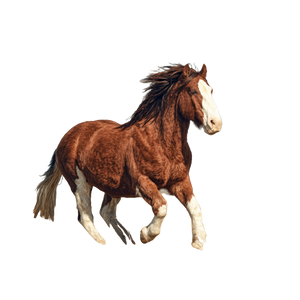 Galloping Brown Horse V2 Vinyl Car Decal Sticker – Waterproof & UV-Resistant 6.826666666666667"