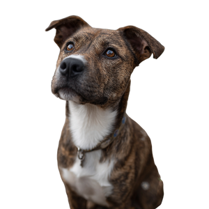 Pit Bull Irritations Vinyl Car Decal Sticker – Waterproof & UV-Resistant 3.4133333333333336"