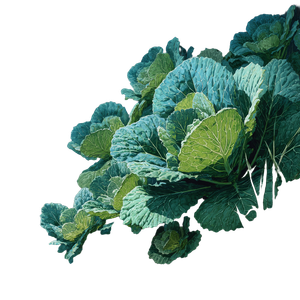 Green Kale Leaves Vinyl Car Decal Sticker – Waterproof & UV-Resistant 3.4133333333333336"