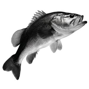 Swimming Bass Vinyl Car Decal Sticker – Waterproof & UV-Resistant 6.826666666666667"