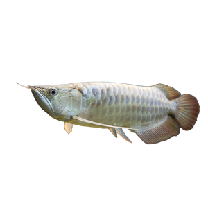 Silver Arowana Swimming Vinyl Car Decal Sticker – Waterproof & UV-Resistant 3.4133333333333336"