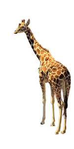 Painting Giraffe Vinyl Car Decal Sticker – Waterproof & UV-Resistant 5.12"