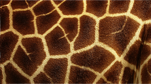 Giraffe Skin Vinyl Car Decal Sticker – Waterproof & UV-Resistant 5.4