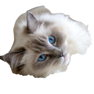 Playful Ragdoll Cat V4 Vinyl Car Decal Sticker – Waterproof & UV-Resistant 3.4133333333333336"