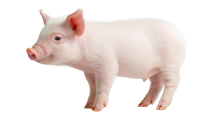 Baby Pig Profile Vinyl Car Decal Sticker – Waterproof & UV-Resistant 5.4