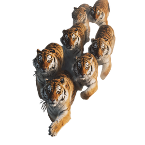 Majestic Tigers Run Vinyl Car Decal Sticker – Waterproof & UV-Resistant 3.4133333333333336" Majestic Tigers Run Vinyl Car Decal Sticker – Waterproof & UV-Resistant 3.4133333333333336"