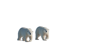 Arctic Bears And Icebreaker Vinyl Car Decal Sticker – Waterproof & UV-Resistant 5.4