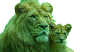 Majestic Lion Cub Vinyl Car Decal Sticker – Waterproof & UV-Resistant 5.4