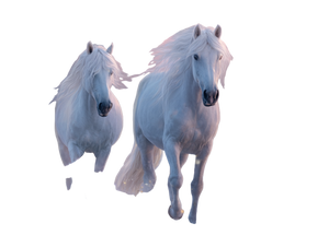 Majestic White Horses V2 Vinyl Car Decal Sticker – Waterproof & UV-Resistant 6.1866666666666665"