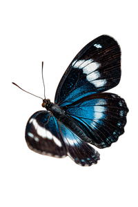 Colorful Butterfly V18 Vinyl Car Decal Sticker – Waterproof & UV-Resistant 4.4