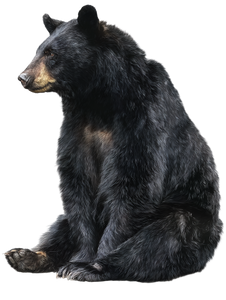 Black Bear Sitting Vinyl Car Decal Sticker – Waterproof & UV-Resistant 8.213333333333333"