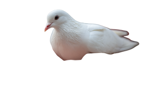 White Dove Perched V4 Vinyl Car Decal Sticker – Waterproof & UV-Resistant 2.72"