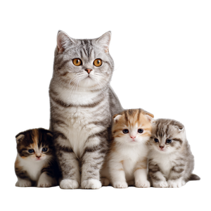 British Shorthair Family Vinyl Car Decal Sticker – Waterproof & UV-Resistant 3.4133333333333336"