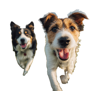 Dogs In Field V3 Vinyl Car Decal Sticker – Waterproof & UV-Resistant 6.826666666666667"