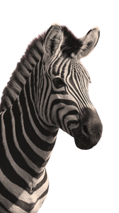 Zebra On Pink Vinyl Car Decal Sticker – Waterproof & UV-Resistant 9.706666666666667"