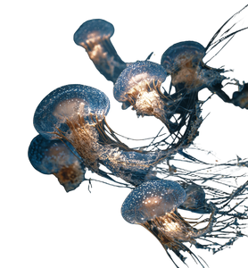 Floating Jellyfish V2 Vinyl Car Decal Sticker – Waterproof & UV-Resistant 3.6