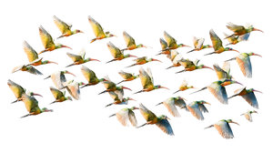 Tropical Birds Flight V2 Vinyl Car Decal Sticker – Waterproof & UV-Resistant 2.72"