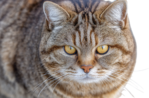 Fat Tabby Cat V4 Vinyl Car Decal Sticker – Waterproof & UV-Resistant 2.986666666666667"