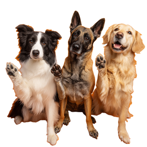Three Pawing Dogs Vinyl Car Decal Sticker – Waterproof & UV-Resistant 3.4133333333333336"