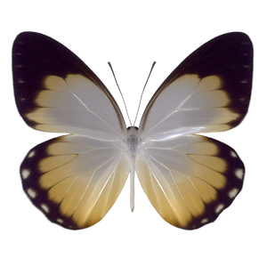 Butterfly Wings V3 Vinyl Car Decal Sticker – Waterproof & UV-Resistant 6.826666666666667"