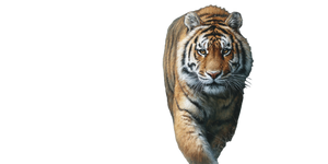 Wildlife Painting Vinyl Car Decal Sticker – Waterproof & UV-Resistant 2.56"