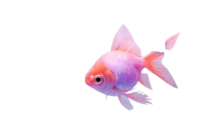 Colorful Dreamy Fish Vinyl Car Decal Sticker – Waterproof & UV-Resistant 2.986666666666667"