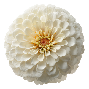 White Zinnia Bloom Vinyl Car Decal Sticker – Waterproof & UV-Resistant 3.4133333333333336"