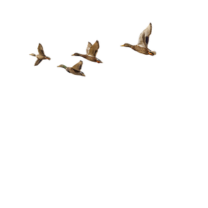Ducks In Flight V2 Vinyl Car Decal Sticker – Waterproof & UV-Resistant 6.826666666666667"