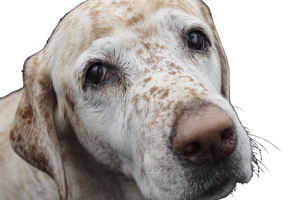 Blind Labrador Retriever Vinyl Car Decal Sticker – Waterproof & UV-Resistant 2.986666666666667"