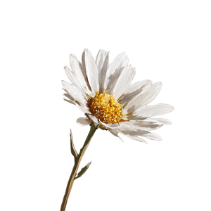 Daisy Michelangelo Vinyl Car Decal Sticker – Waterproof & UV-Resistant 3.4133333333333336"